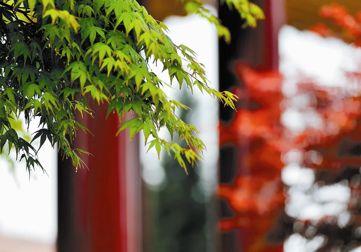花開禪心   我 願
