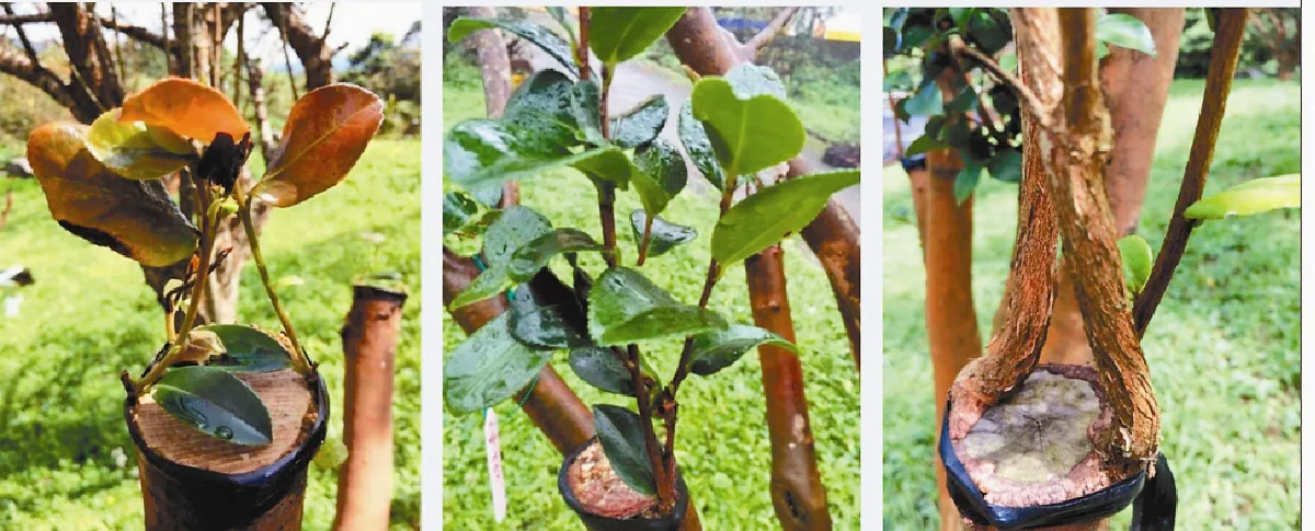 嫁接新技術 盼提高苦茶油自給率
