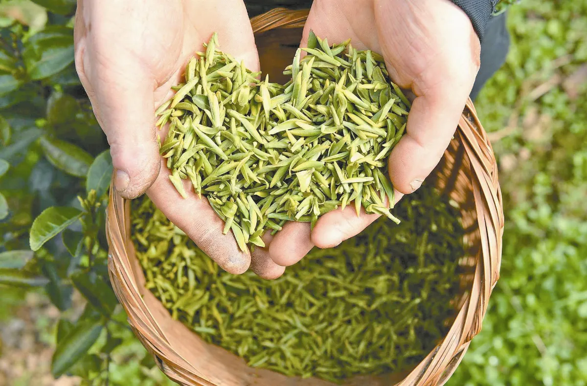春茶色翠香宜人