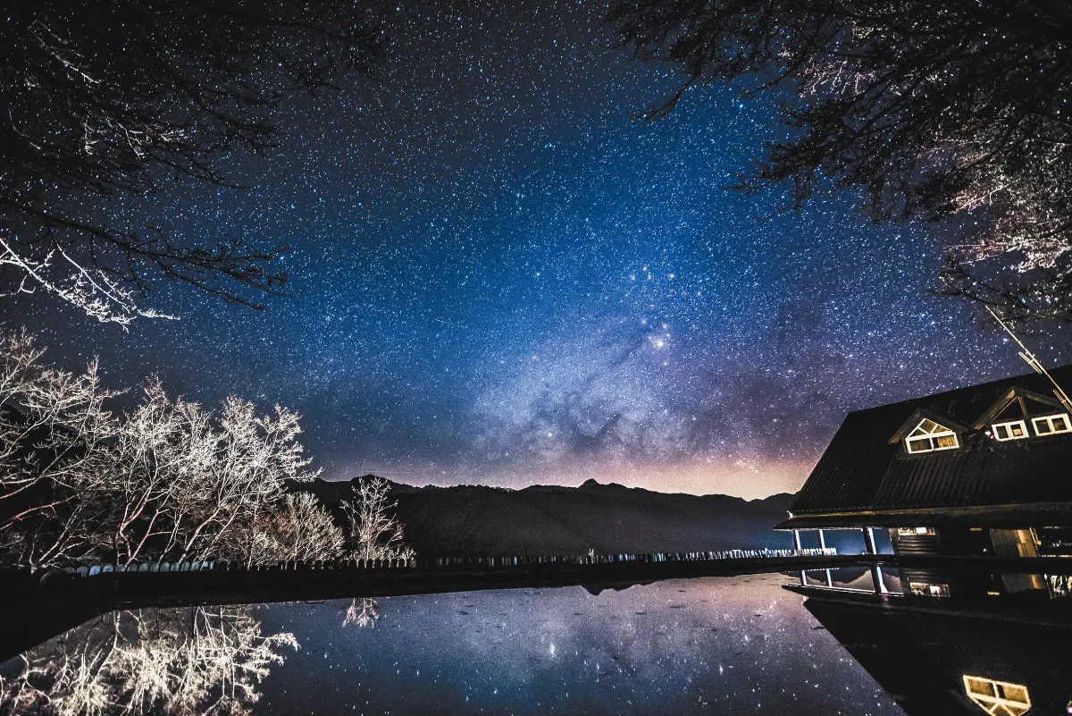 人類、鳥類、昆蟲、植物無一幸免… 城市光害 生物在無言抗議