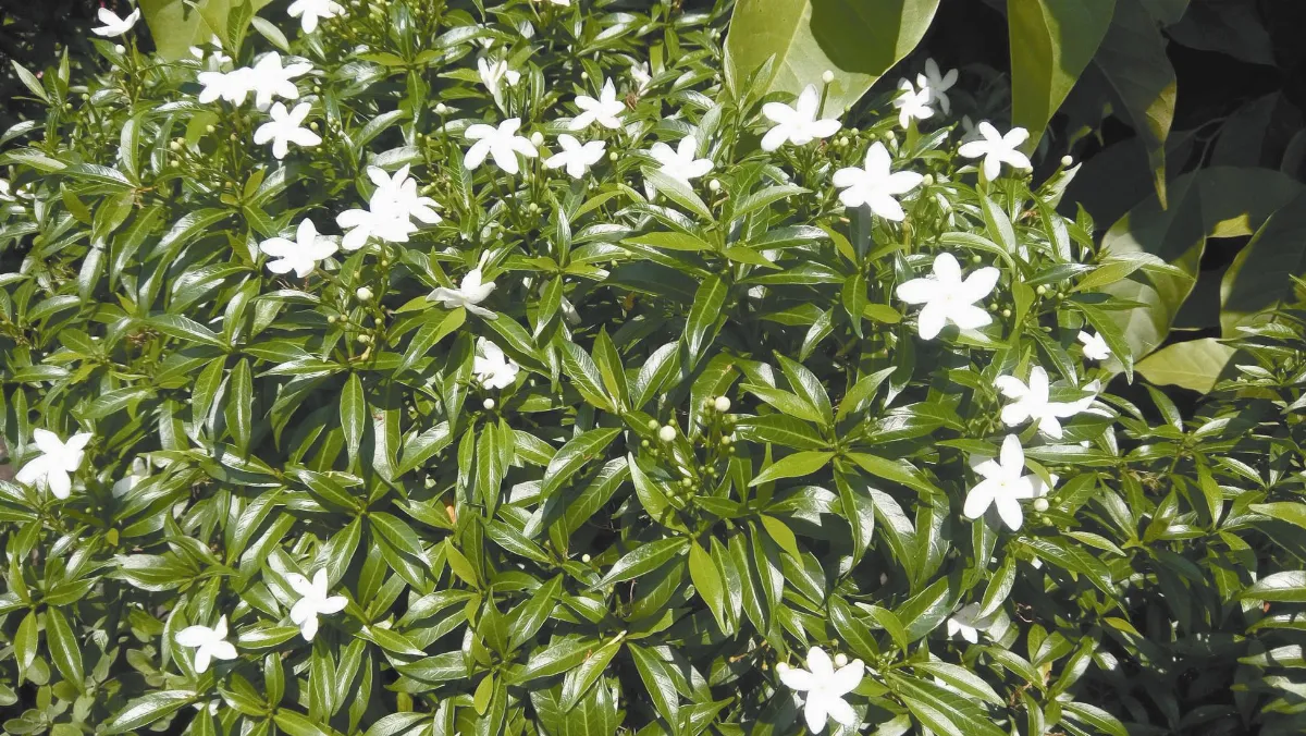 植物教室 珍珠馬茶花