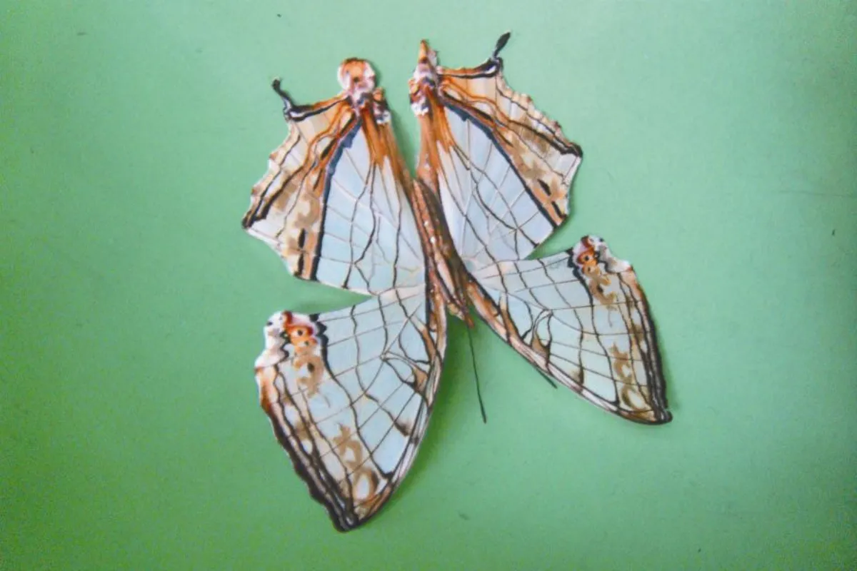 小品人間 發現一隻蝶