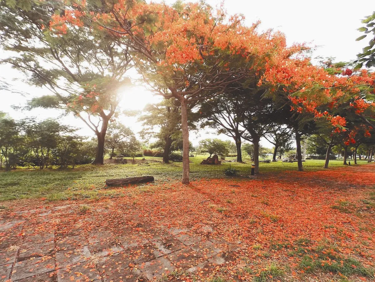 高雄大學落花太美 不掃了