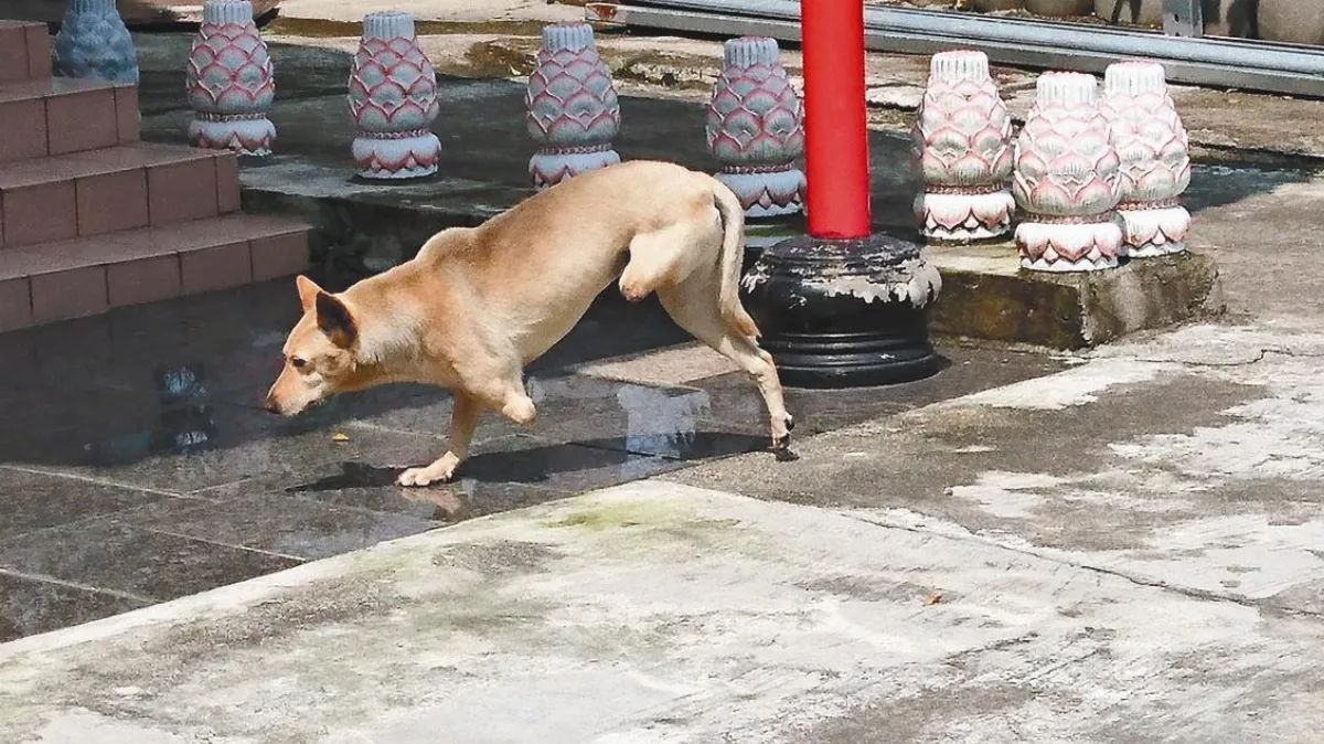 流浪犬小黃 鳴唱做早課