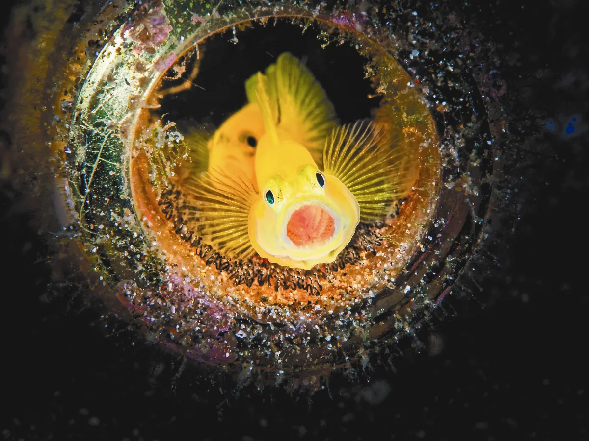 魚兒張嘴照 台攝影師入圍大賽