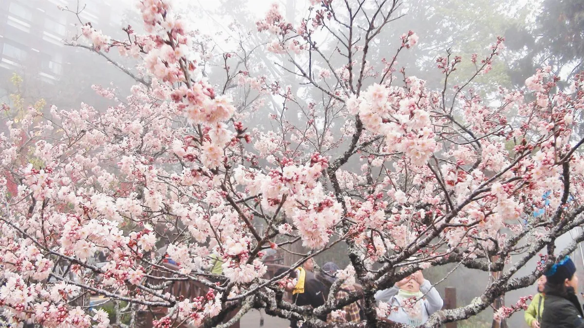 阿里山櫻王 月底盛開