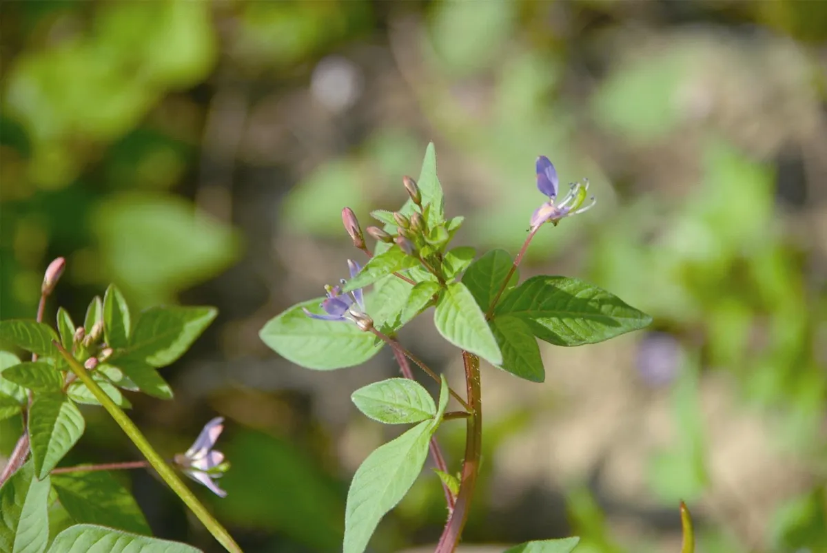 植物聯合國 西洋白花菜—醉蝶花