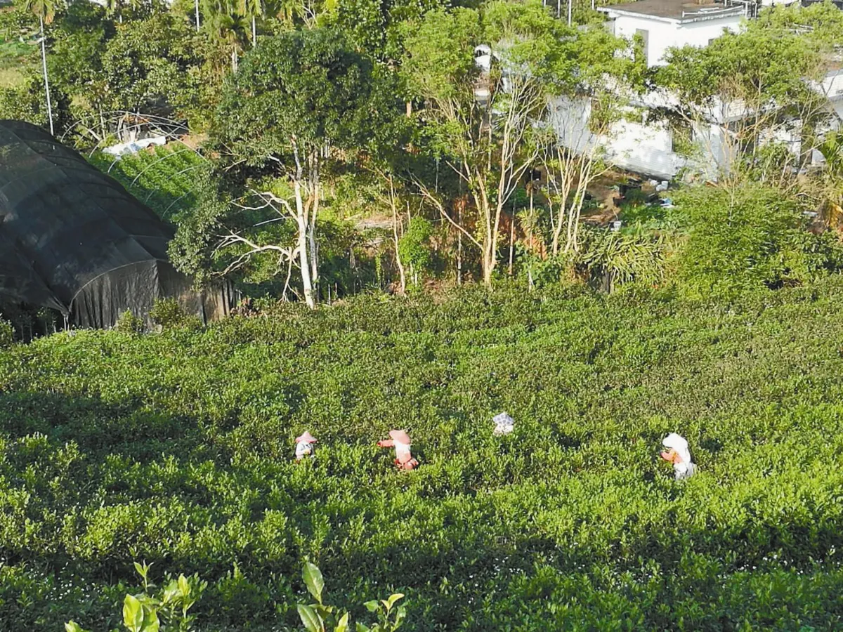 採熱情果與茶山小旅行