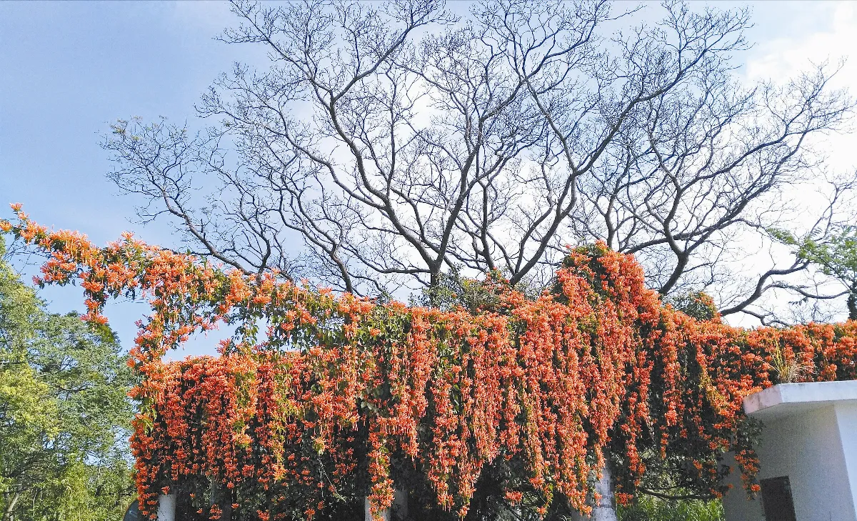 生活快門  花與樹的故事