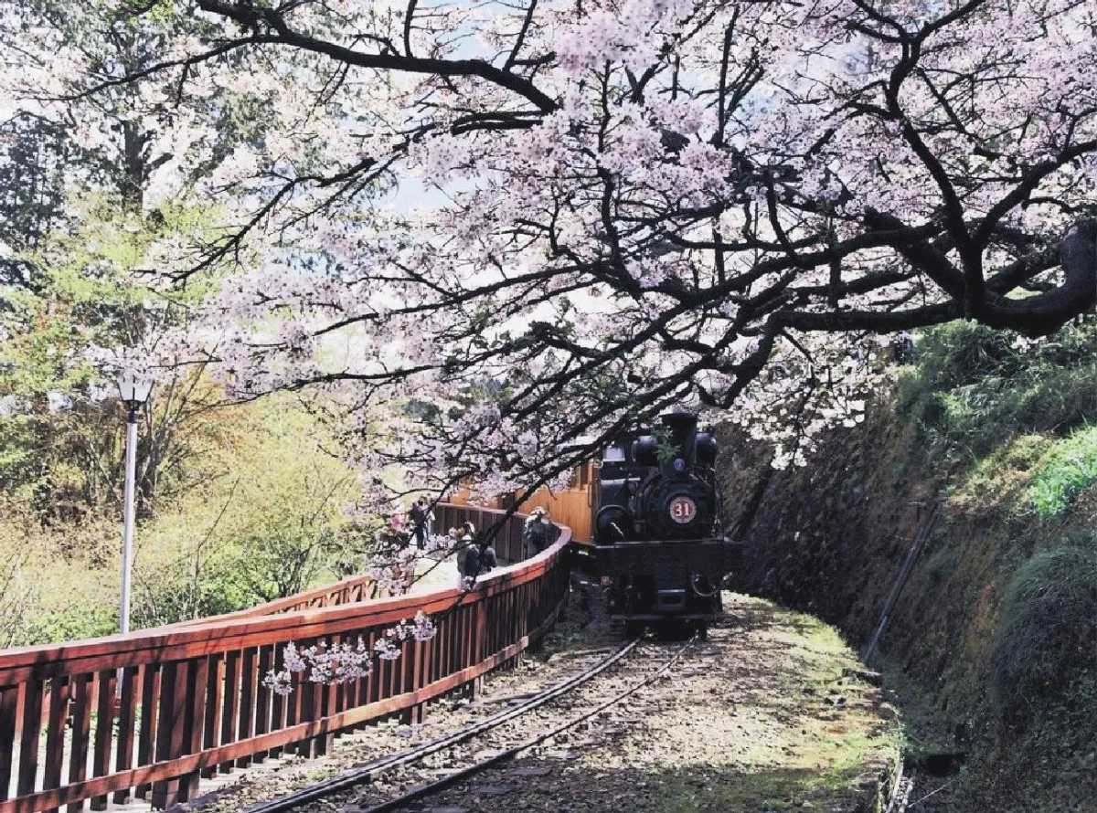阿里山追櫻 5大打卡點