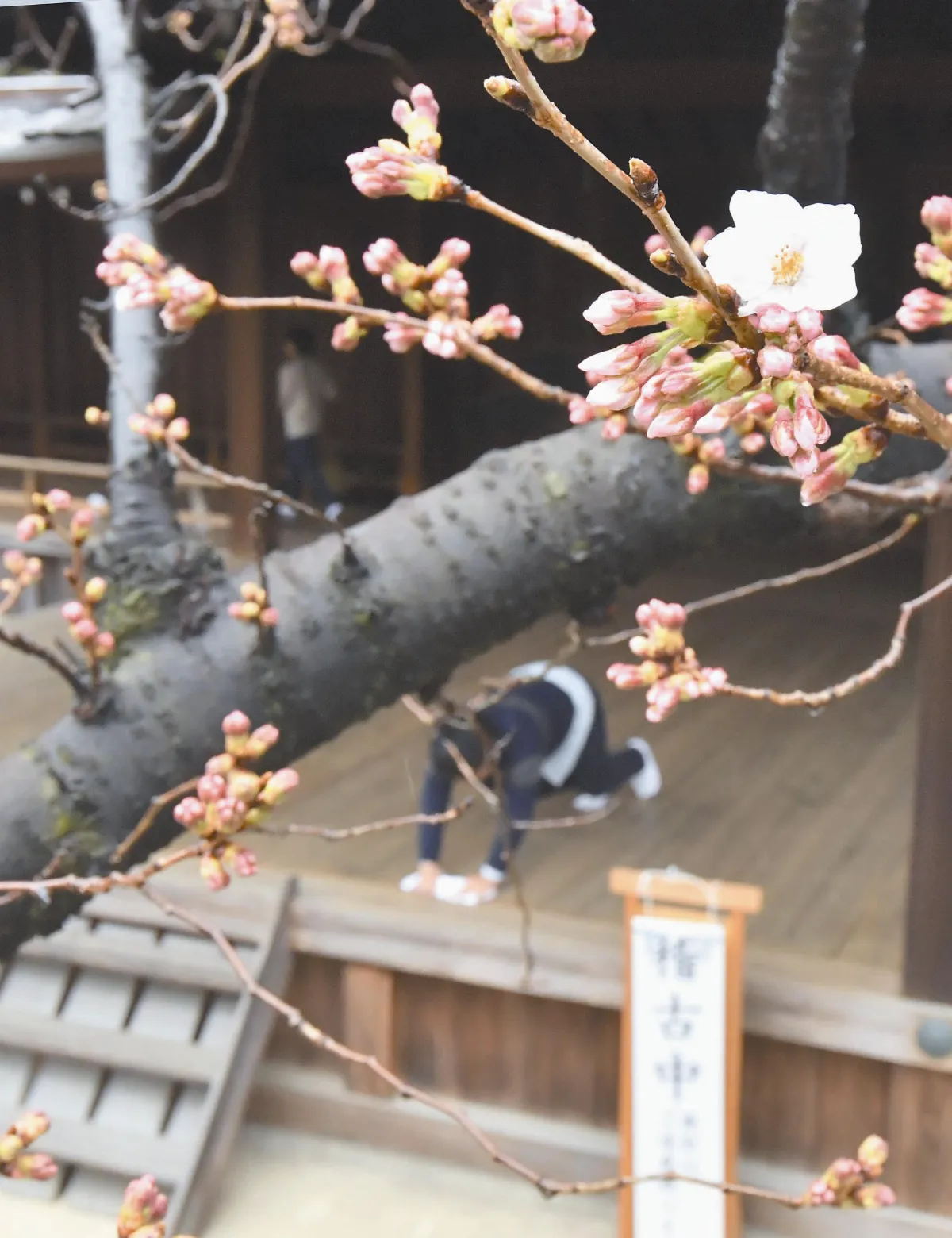 東京櫻 搶先綻放