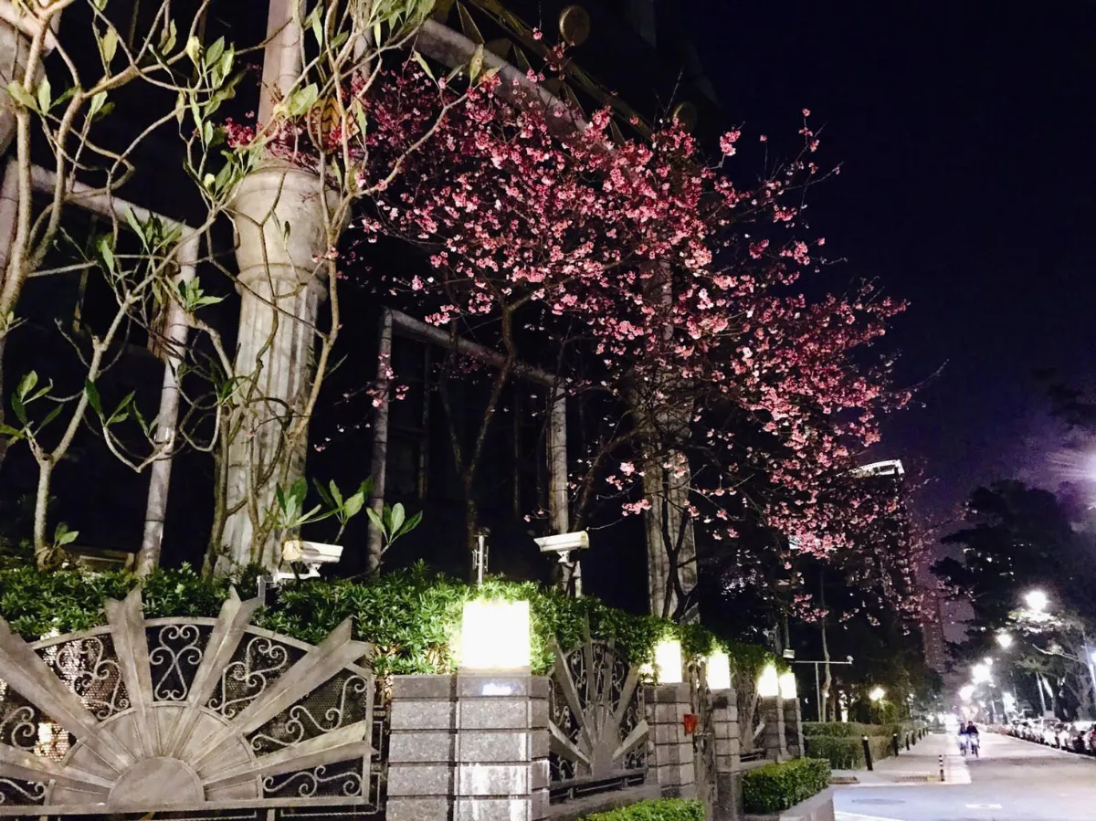 生活快門 夜櫻花漾