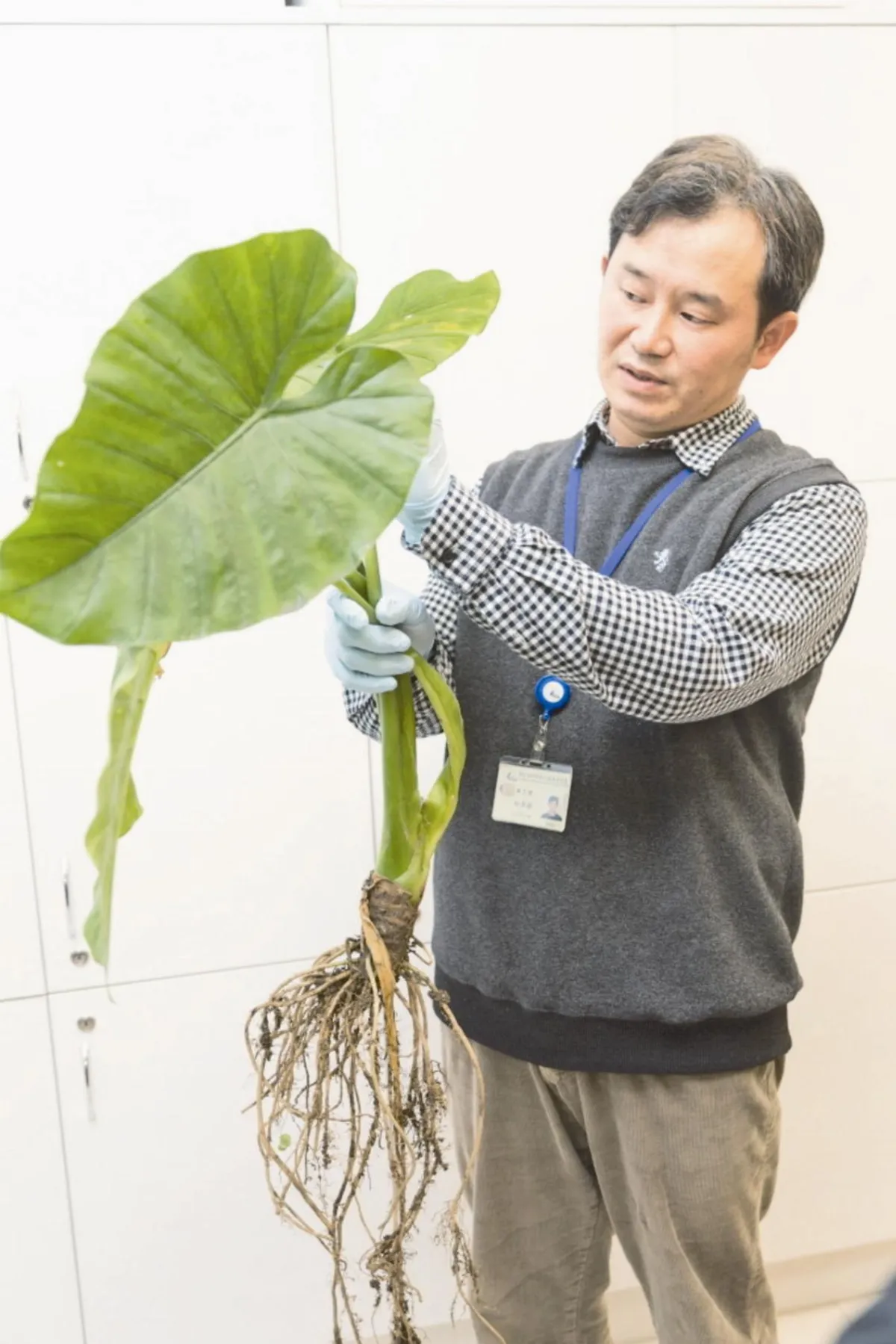 清明踏青 勿採食有毒植物