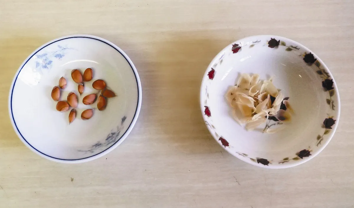 種子DIY栽培初體驗
