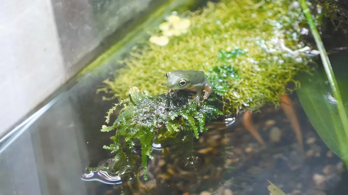 蛙蛙．雛鳥 春吶好熱鬧