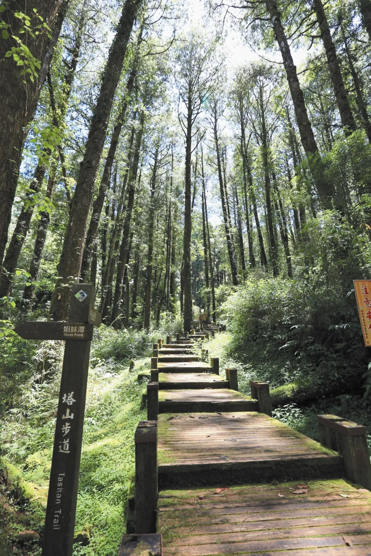 發現新阿里山 輕踏塔山步道