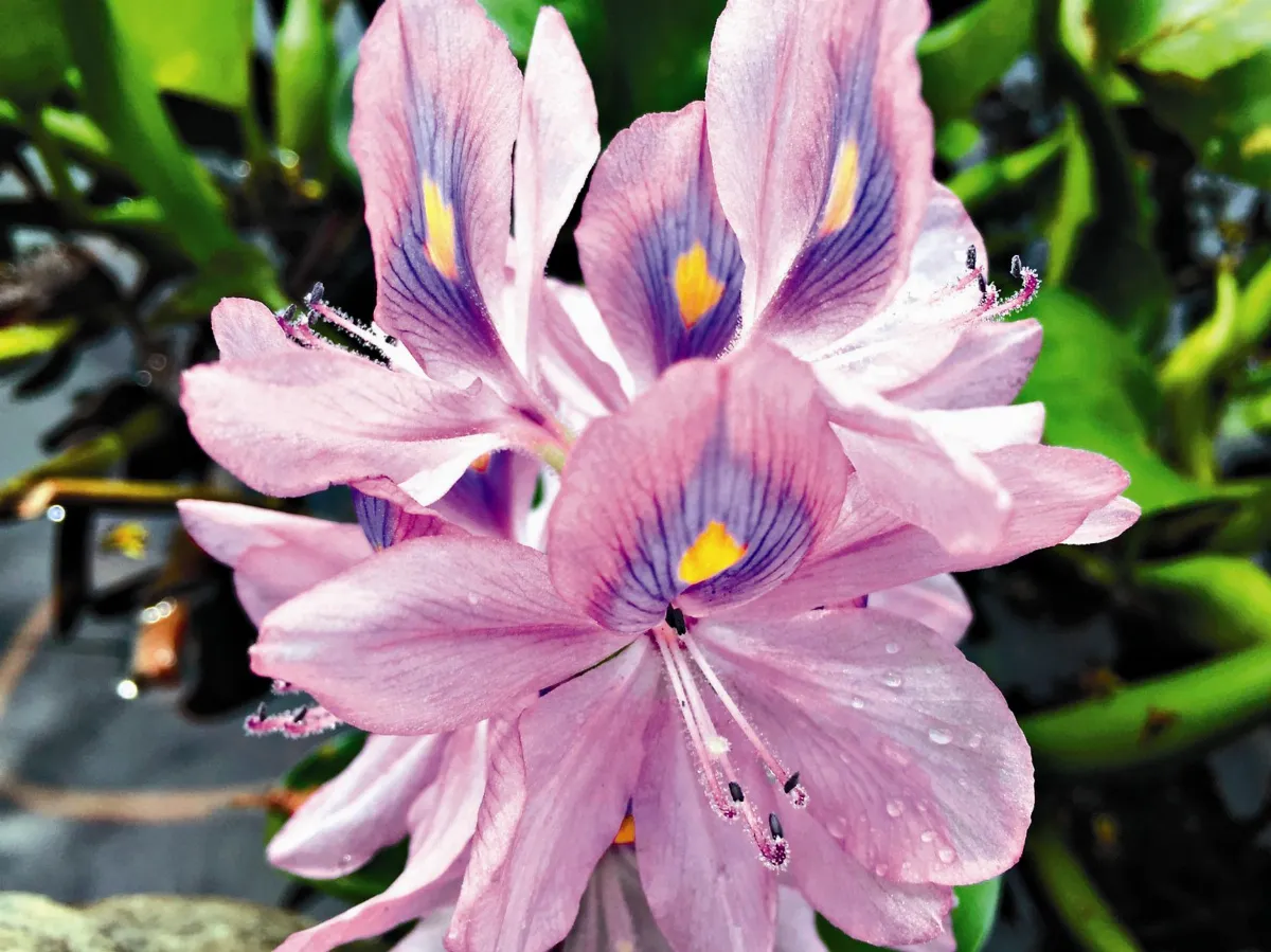 打撈布袋蓮 全台年花1.1億元