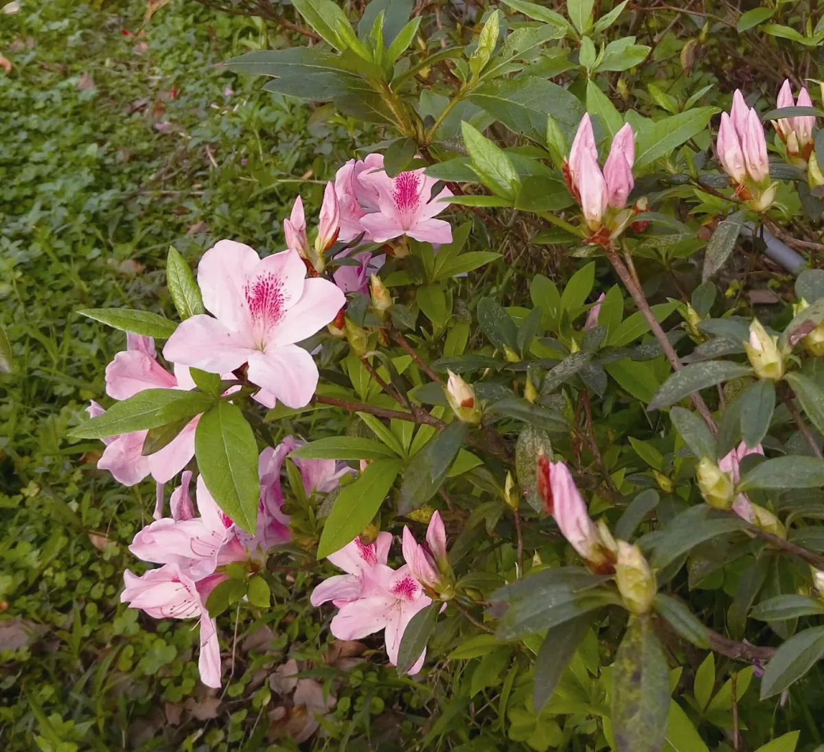 詩 杜鵑花之春