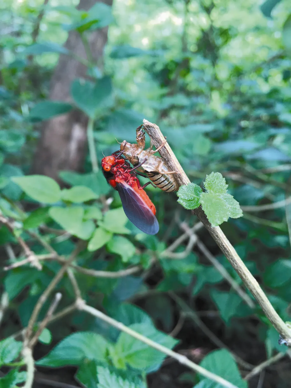 墾丁好好玩 一探究竟社頂自然公園 3