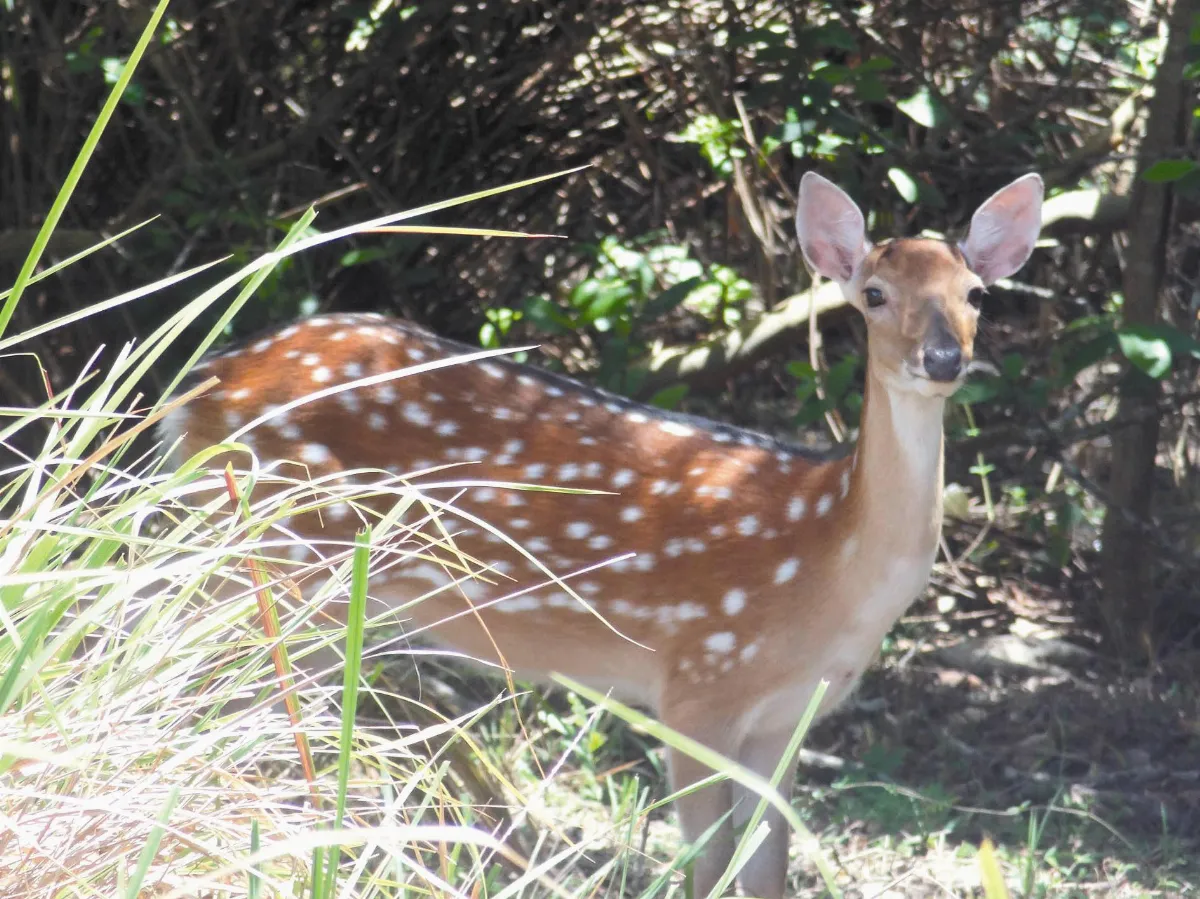 墾丁好好玩 一探究竟社頂自然公園 3