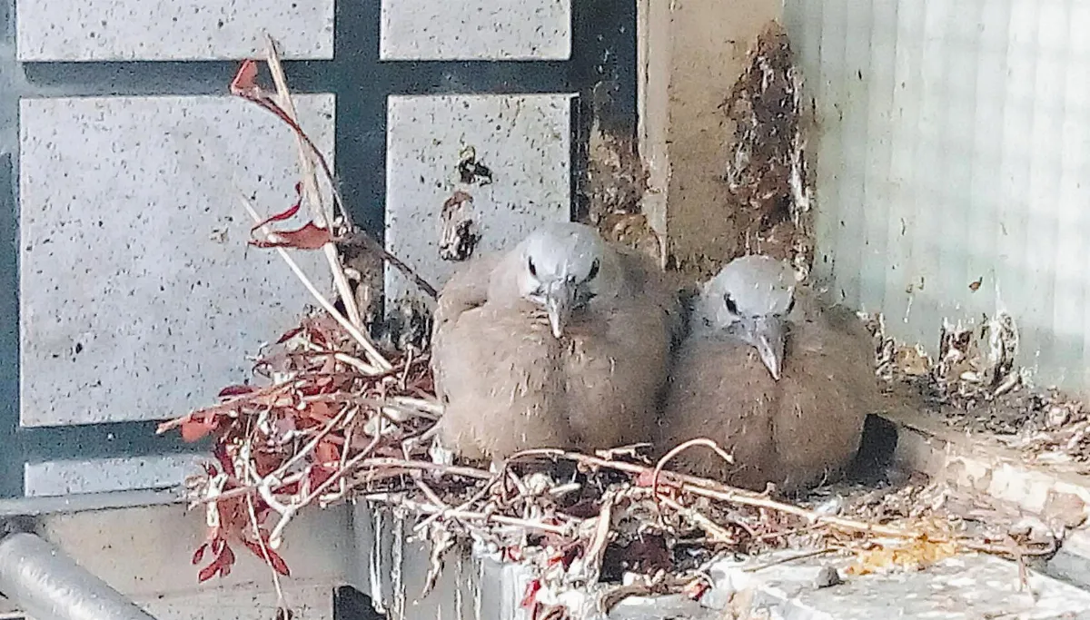 生活快門 斑鳩迎春