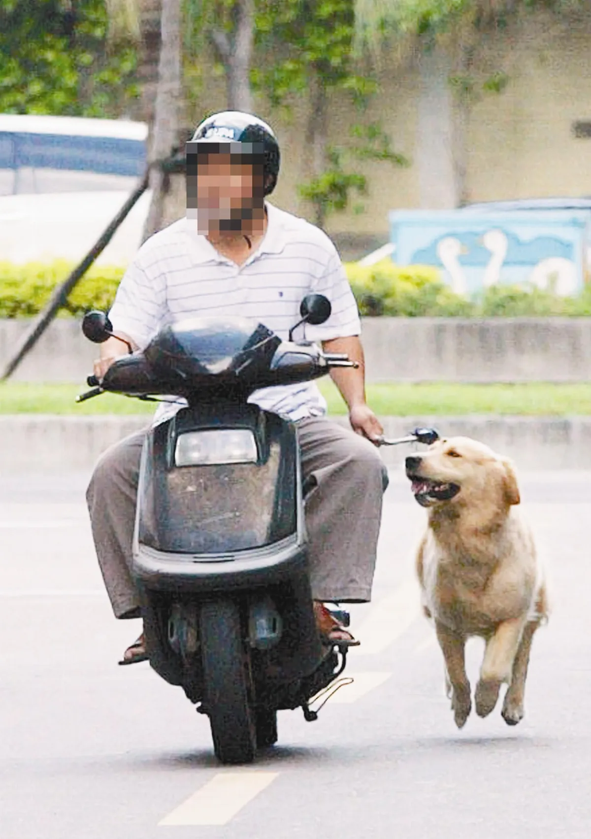 動保法修正案三讀 騎機車遛狗 可罰1.5萬元