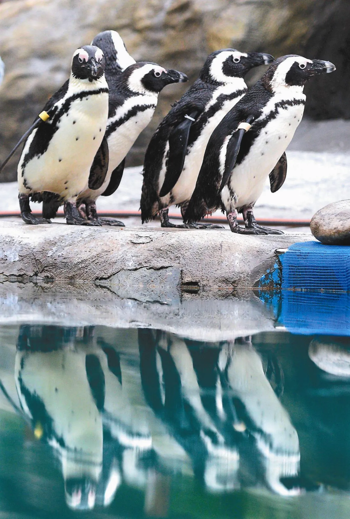 追溯分析千年便便 南極企鵝3度險遭火山滅絕
