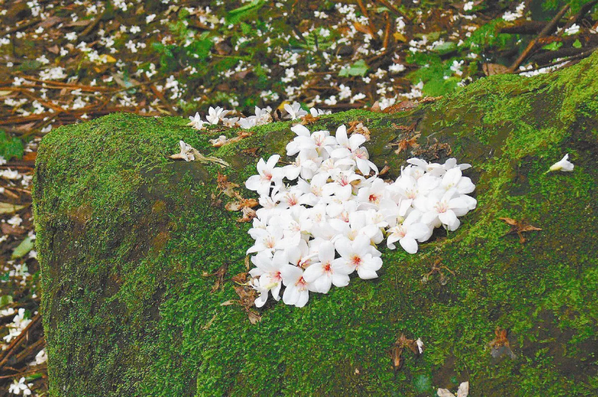 桐花輕旅行 花現幸福