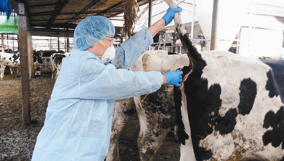 肺結核乳牛 84頭下落不明