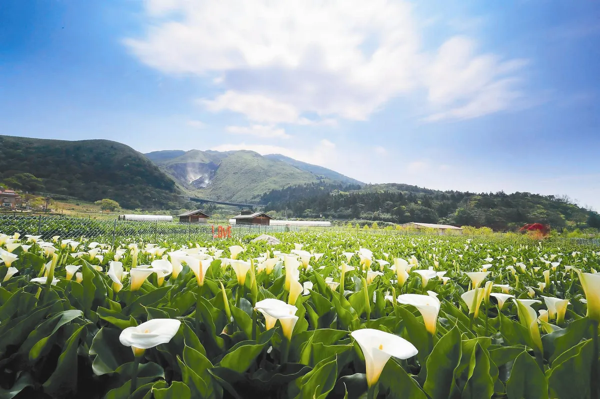 年產值1.5億元 竹子湖海芋 花經濟範例