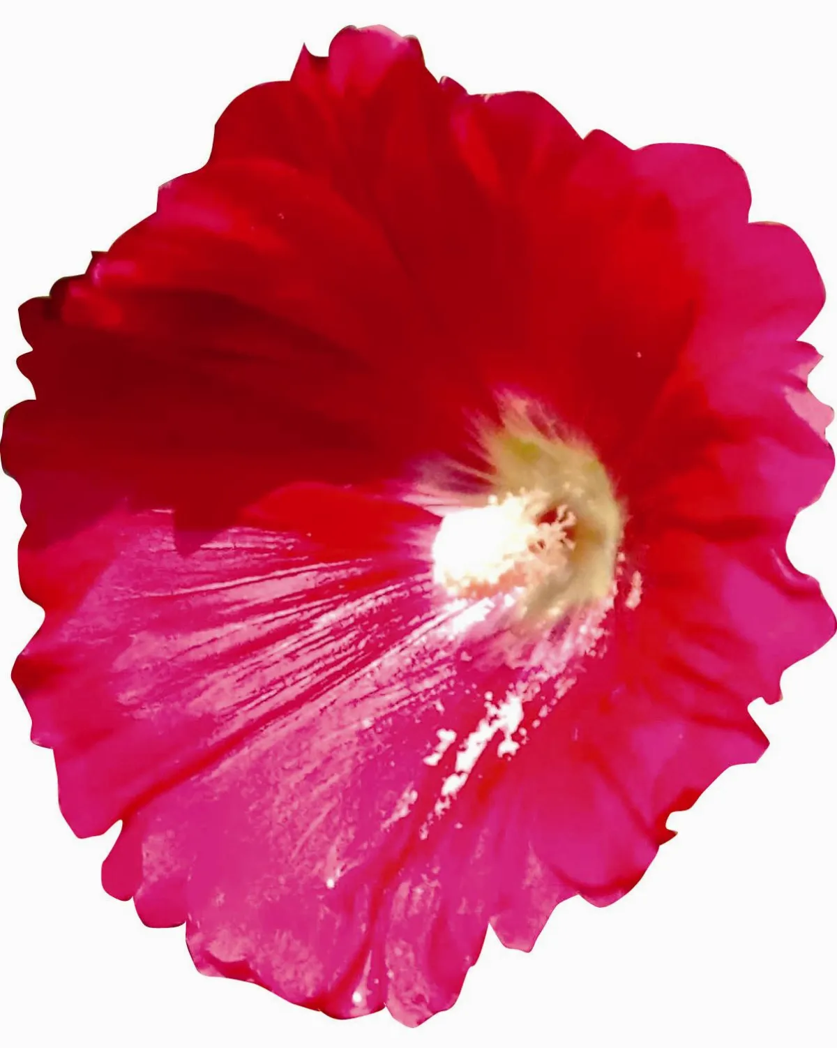 生活快門 夢之花