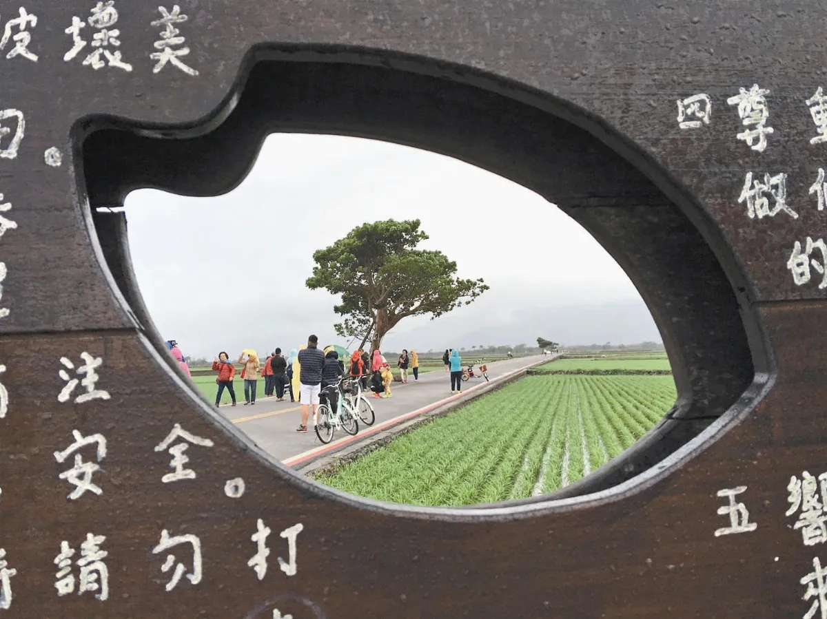 生活快門 以眼觀田 用心觀樹