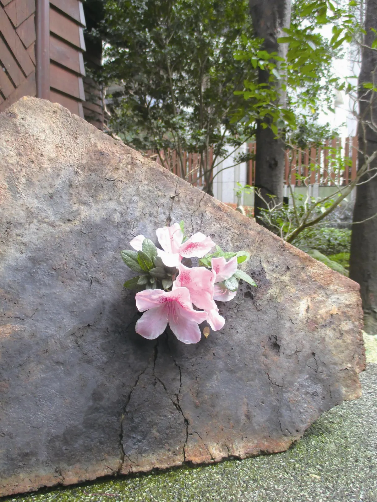 生活快門 鏽鐵生花