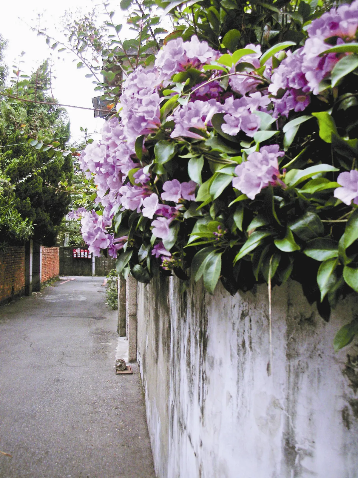 【植物聯合國】 紫色鈴鐺 蒜香藤