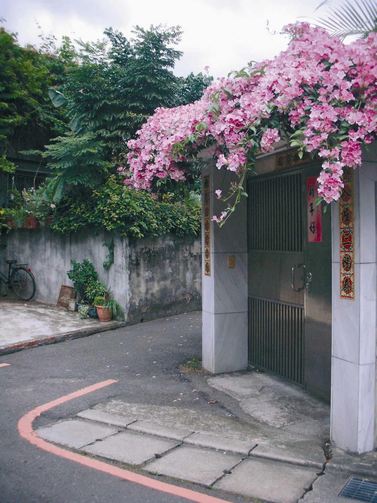 【植物聯合國】 紫色鈴鐺 蒜香藤