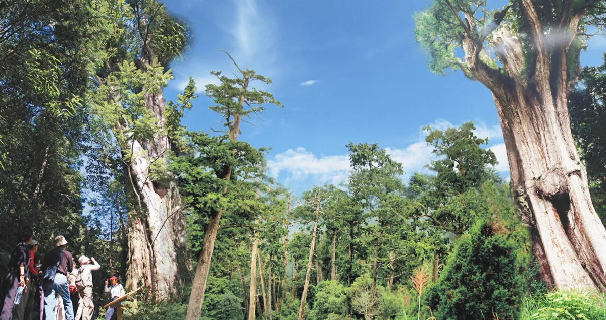 歐陽脩篡位 擠下包拯神木高度