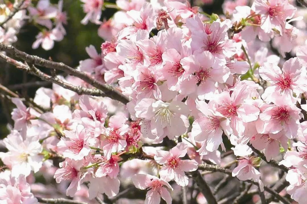 生活快門 你若盛開