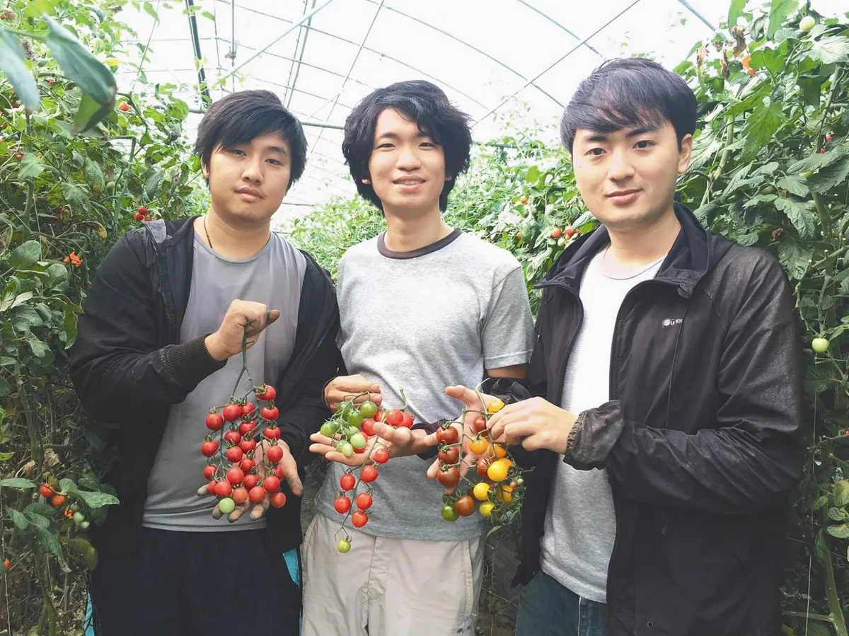 高材生下鄉 種出彩色番茄