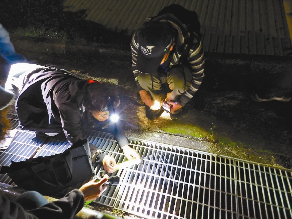 跪地尋蛙蹤 蛙趴族守護生態