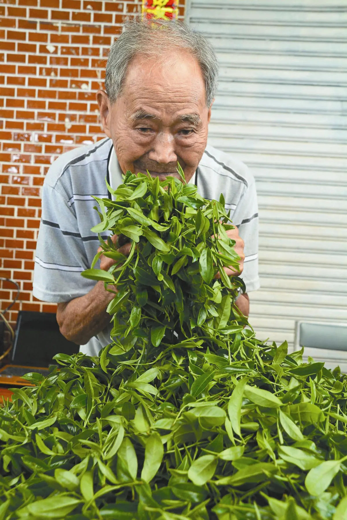 食神 4代傳家 百歲煙伯 滿堂子孫同採茶