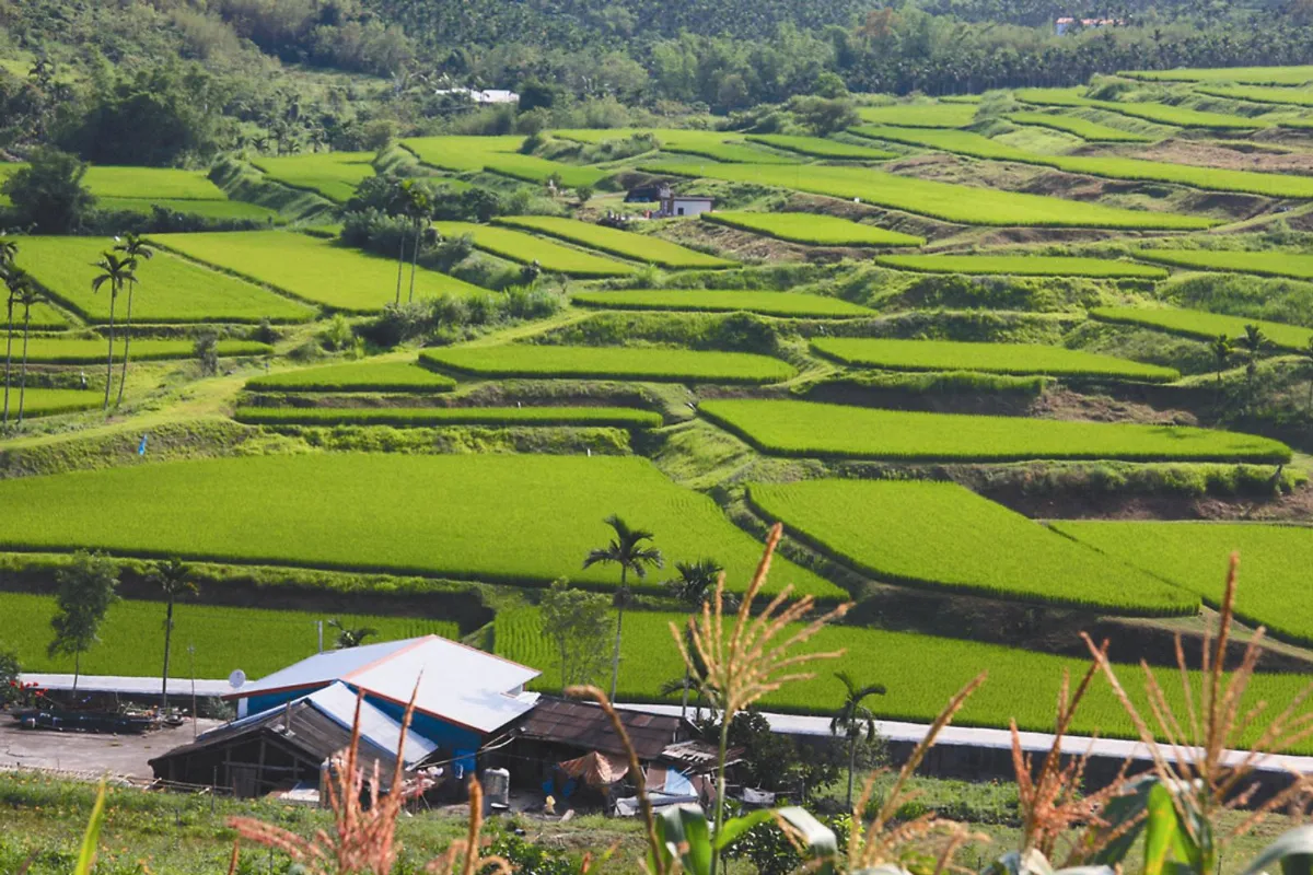 花蓮生態研究 聯合國當教材 農田健康嗎 蟲蟲告訴你