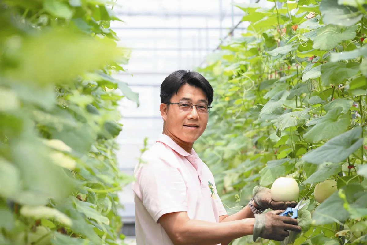 保障的認證 陳國鎮以離地栽培 求質不求量
