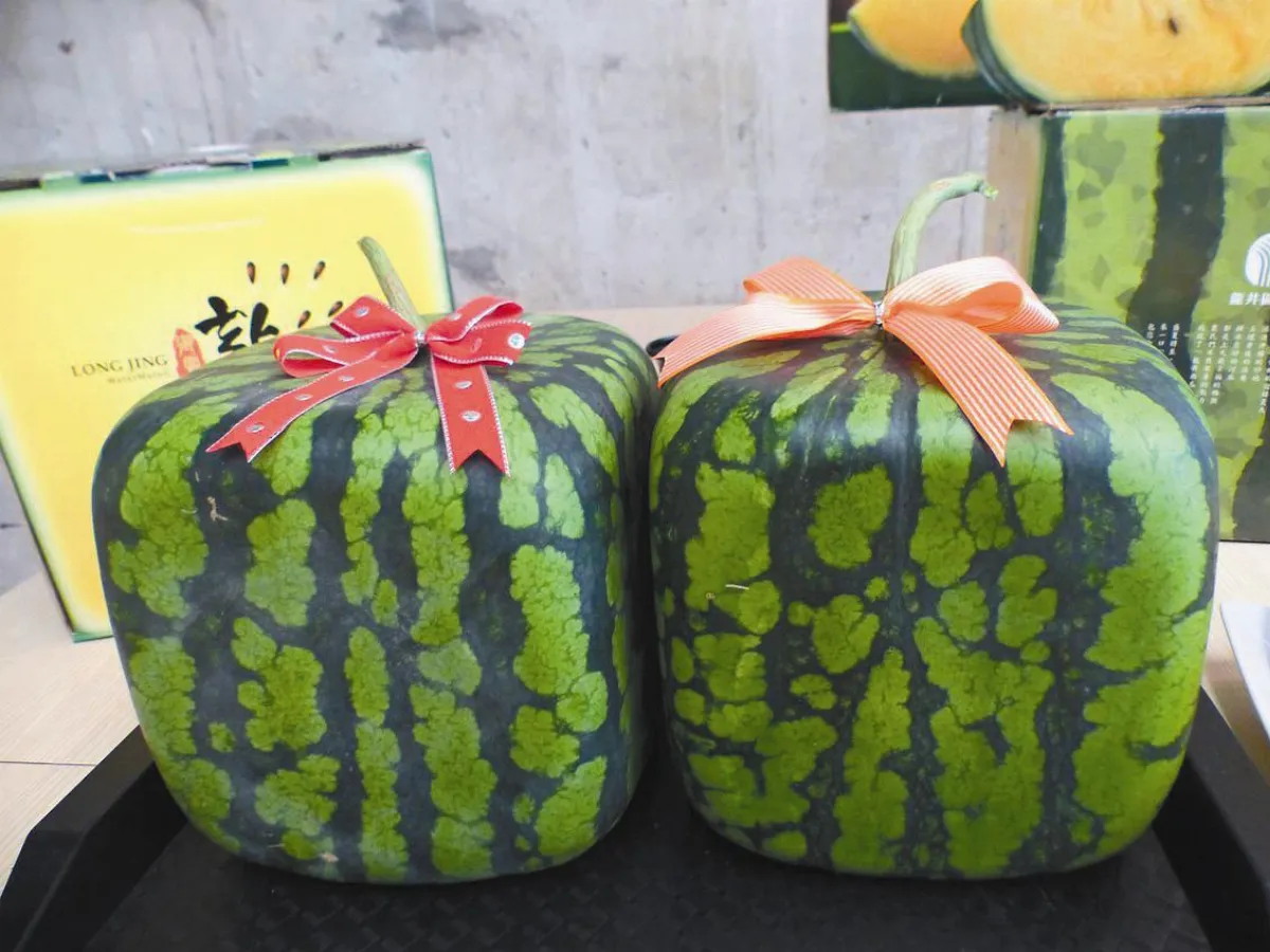 方形西瓜 指腹為婚