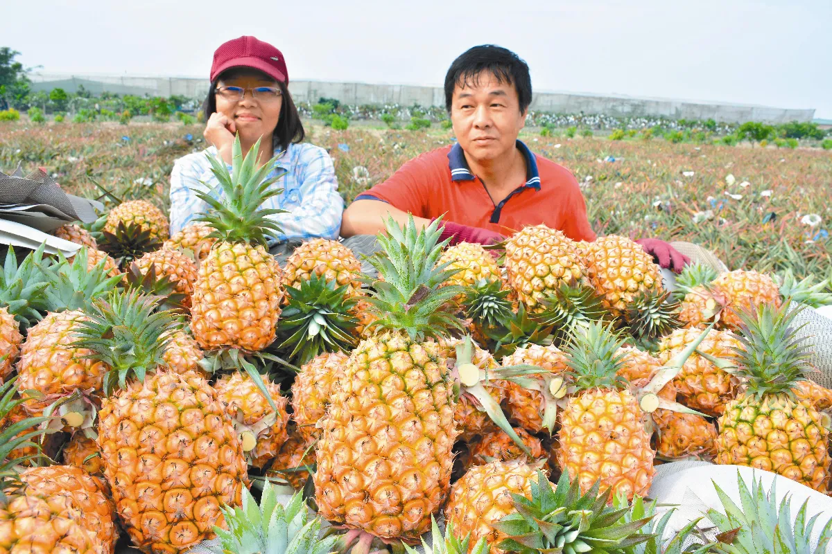 裁剪師傅 熬成鳳梨王