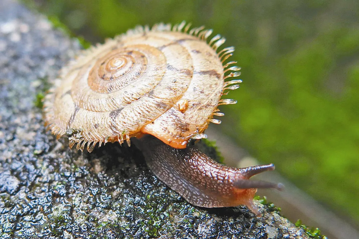 攝影欣賞 生態攝影的樂趣