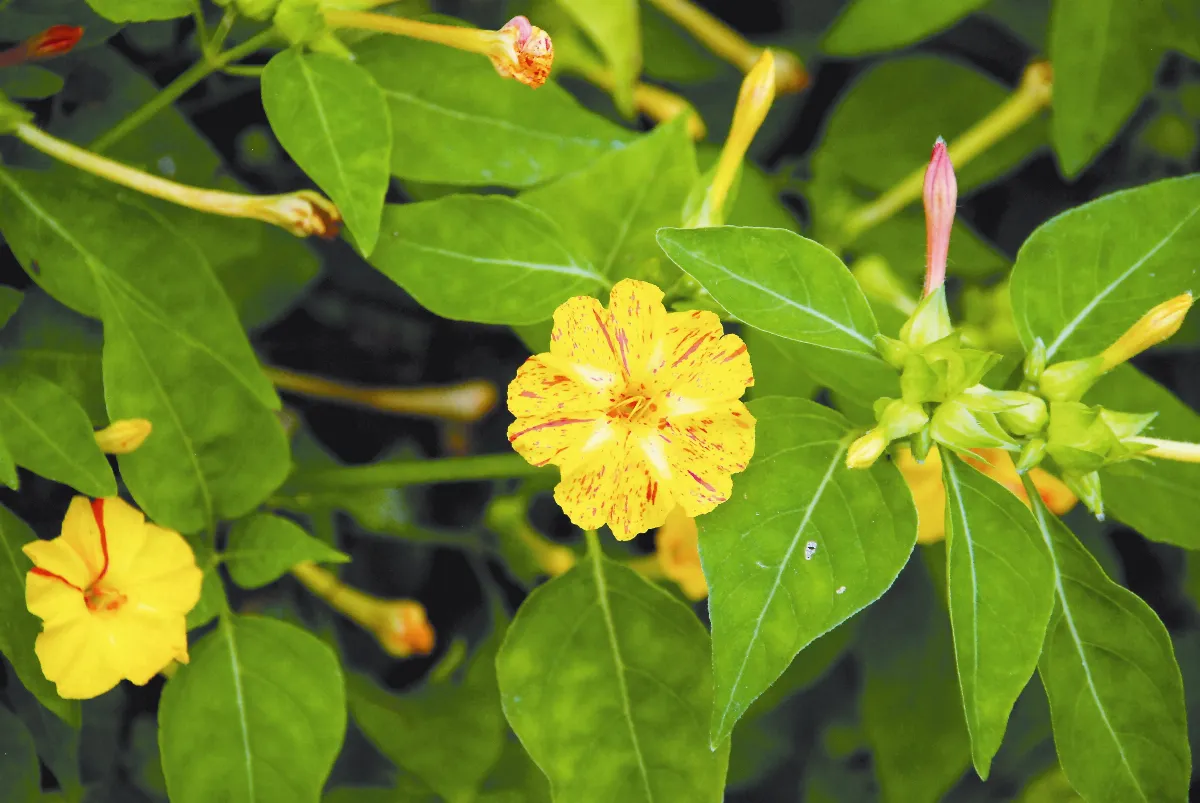 植物聯合國  煮飯花「紫茉莉」