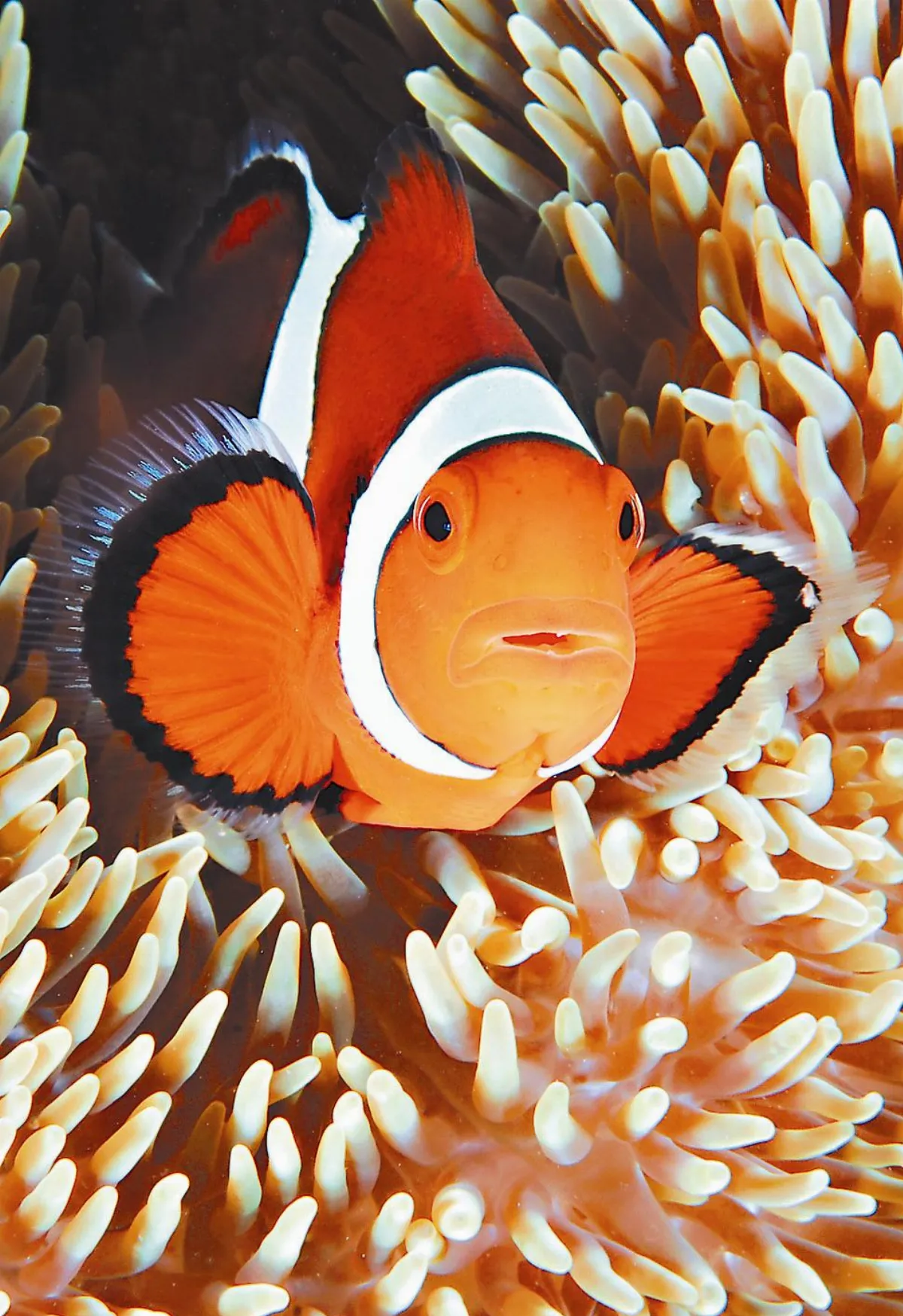 海洋攝影展 一窺魚世界