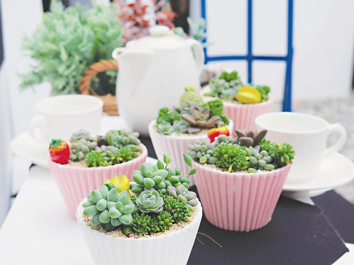 多肉植物 療癒喪母之痛