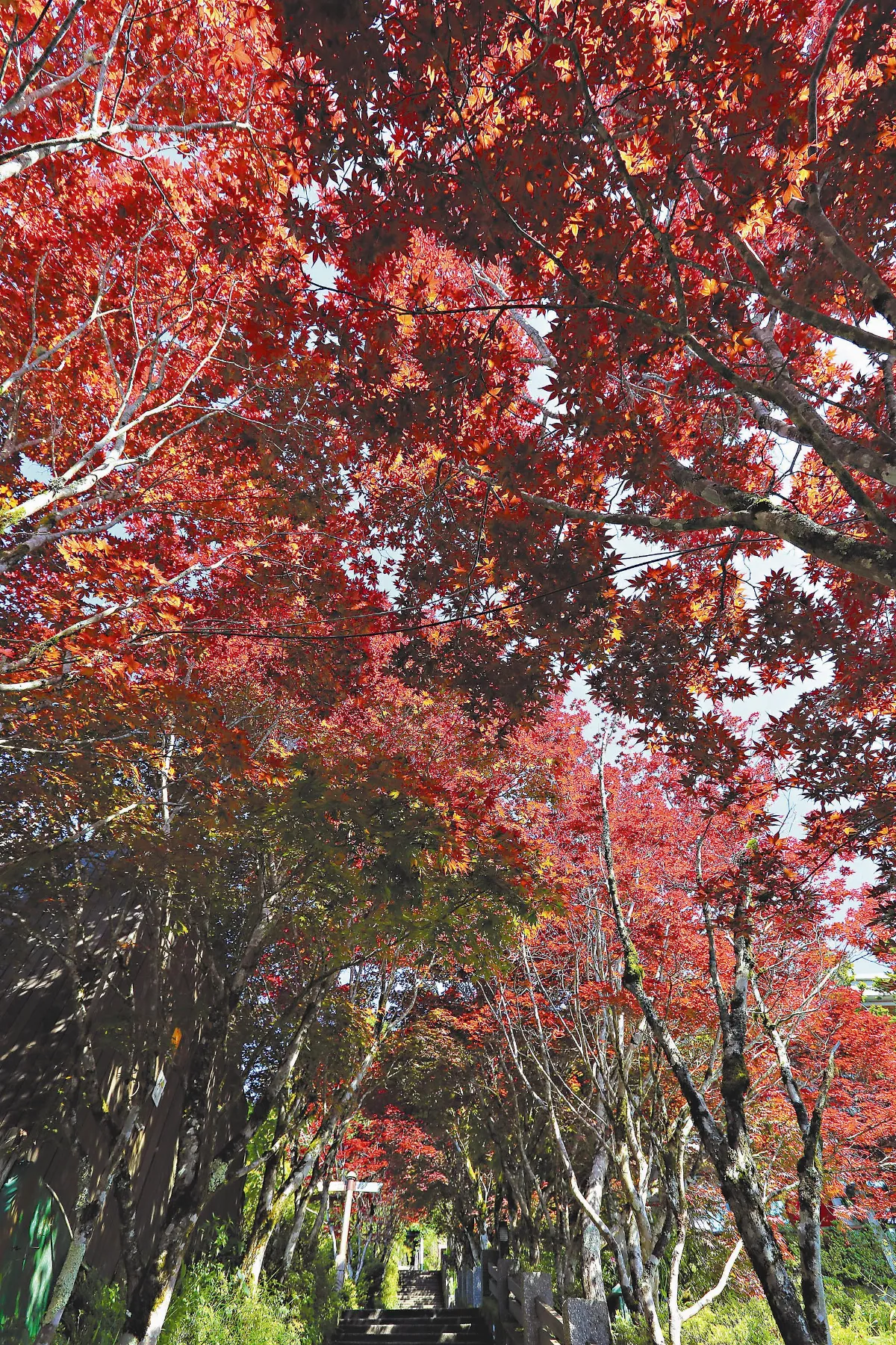 紫葉槭長新葉 宛如楓紅