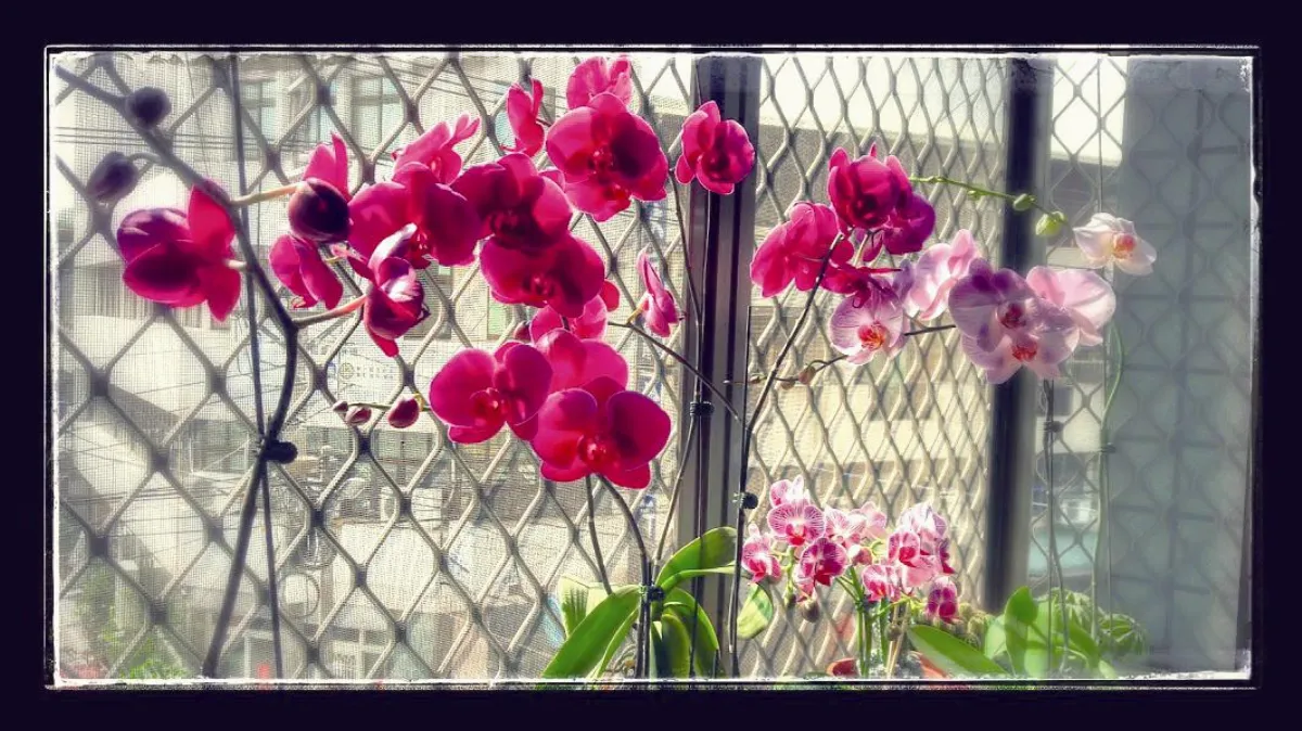 生活快門 最美麗的窗台